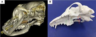 A 3-Dimensional Printed Patient-Specific Surgical Guide to Facilitate Transsphenoidal Hypophysectomy in Dogs